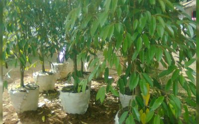 Bibit Durian Montong