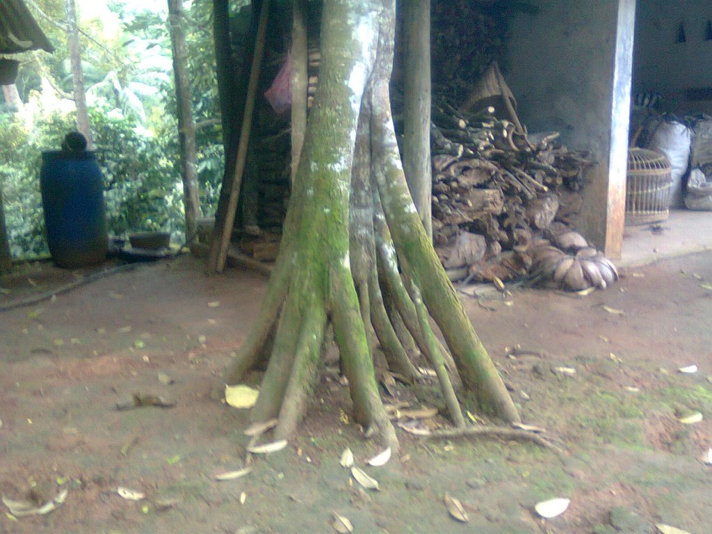 Durian Bawor pesaing montong