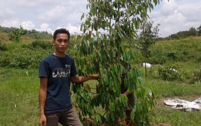 Bibit Durian Bawor ke Cilacap Jambu Sari