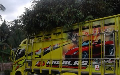 Bibit Durian Bawor ke Cilacap