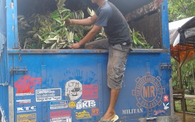 Bibit Durian Super Lampung