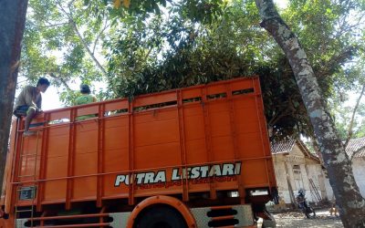 Bibit Durian Super ke Tegal Jawa Tengah