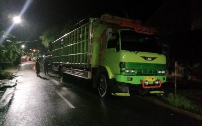 Bibit Durian Super ke Kalimantan