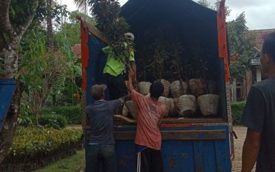 Bibit Durian Super ke Pandeglang