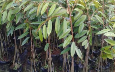 Bibit Durian Musang King di Alasmalang Kemranjen