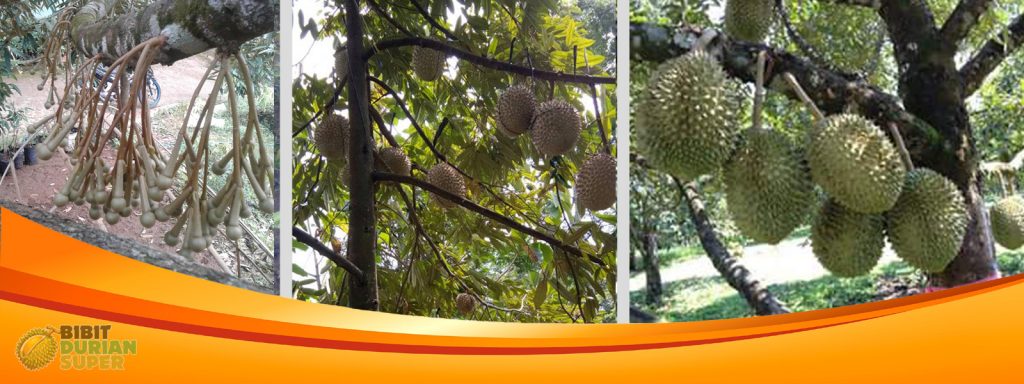 Prospek USaha Durian Super
