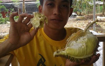 5 Manfaat Kesehatan Makan Durian