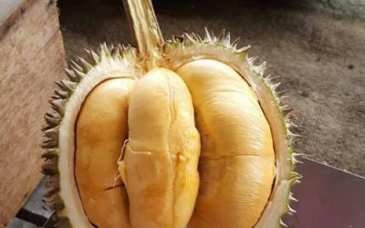 Bibit Durian Duri Hitam di Alasmalang