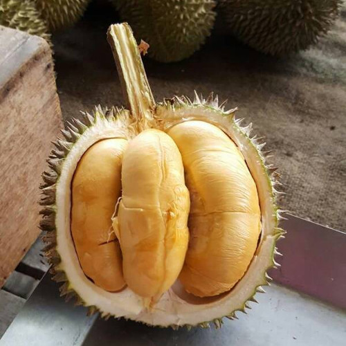 Bibit Durian Duri Hitam di Alasmalang