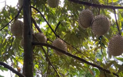 Tips Pilih Bibit Durian Musang King Super