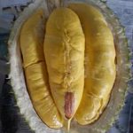 memilih bibit durian super