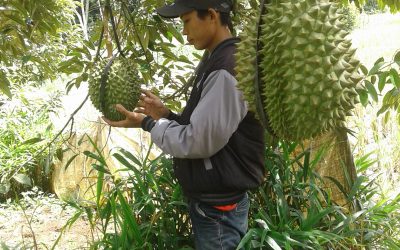 Durian Cepat Berbuah