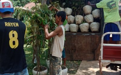 Bibit Durian Super ke Serang Banten