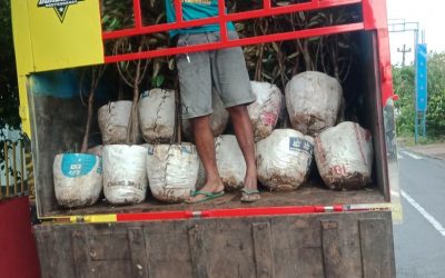 Bibit Durian Super ke Kendal Jawa Tengah