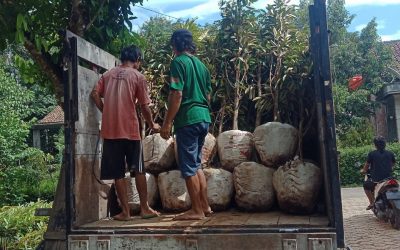 Bibit Durian Duri Hitam Ke Bogor