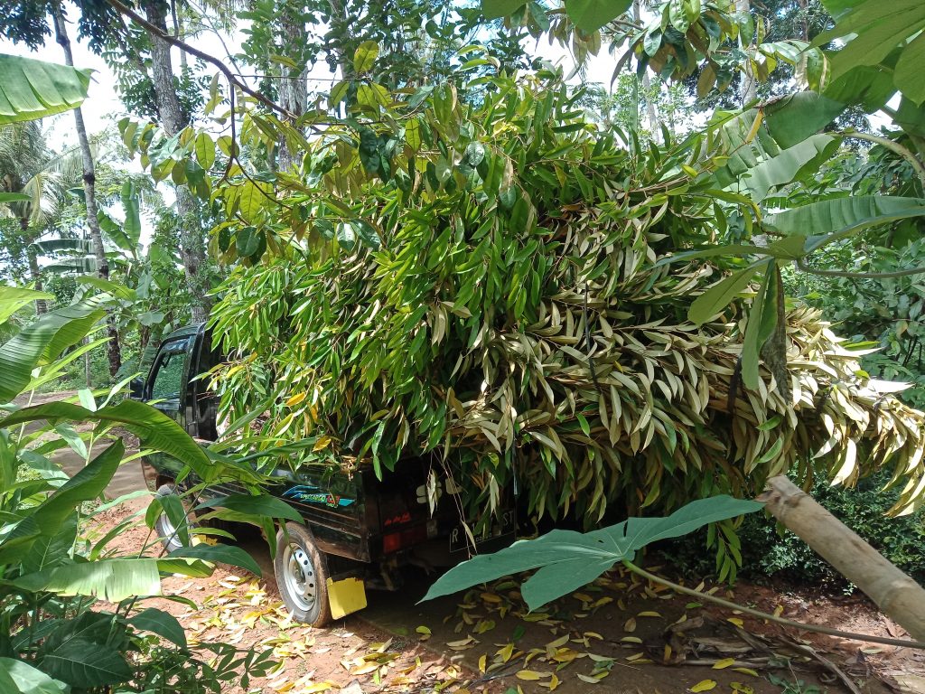 Bibit durian Musang King Bogor