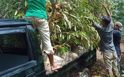 Bibit Durian Musangking dan Duri Hitam ke Bogor