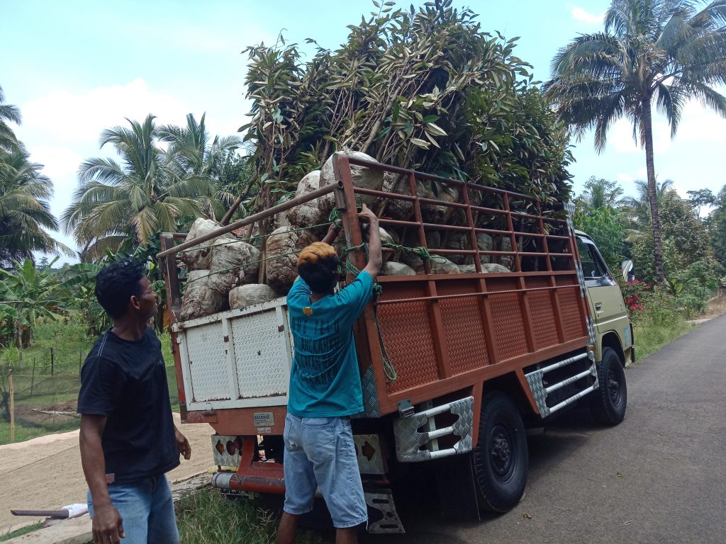 Proses Persiapan Pengiriman Bibit Durian Super ke Yogyakarta dari Banyumas Jawa Tengah