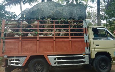 Bibit Durian Super Ke Yogyakarta