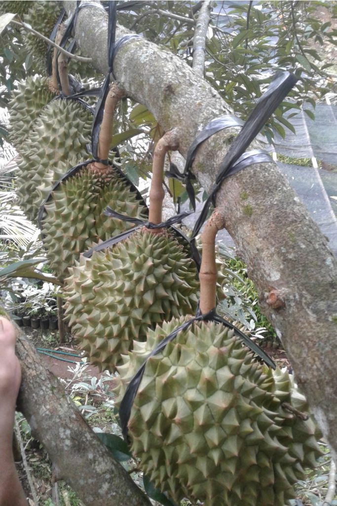 Durian Bawor Banyumas Cepat Berbuah diikat untuk menjaga buah tidak terjatuh ke tanah saat matang dan memudahkan panen durian