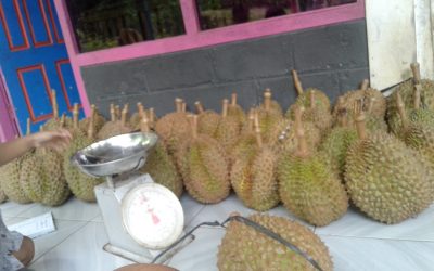Ciri Durian Bawor Banyumas Yang Makin Terkenal