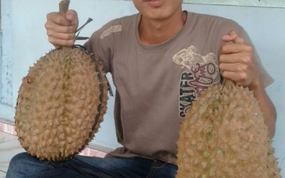 Bibit Durian Banyumas Super Unggul