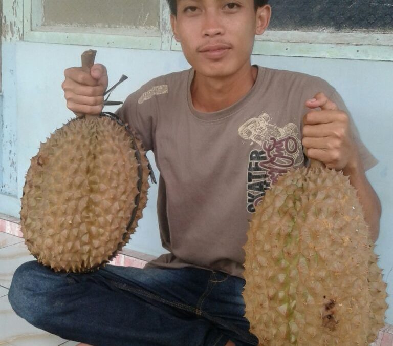 Durian Bawor Ukuran Besar