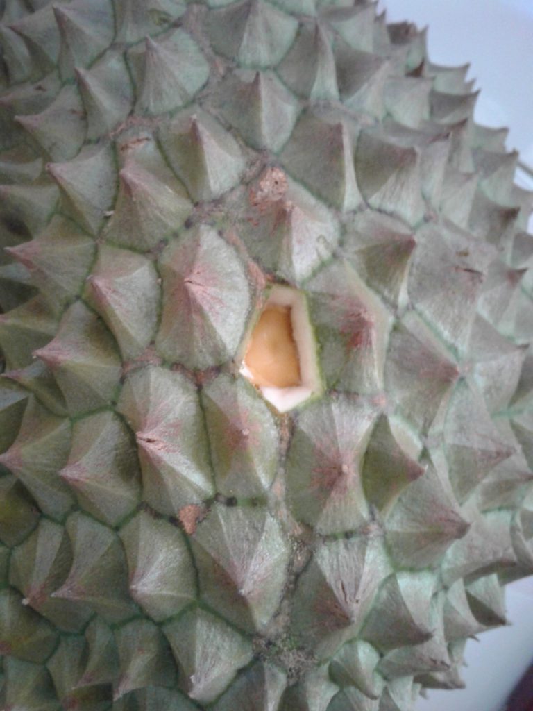 Buah Durian Bawor Banyumas dagingnya tebal dan bijinya kecil nikmat sekali rasanya