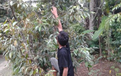 2 Cara Membuat Bibit Durian Bawor Banyumas