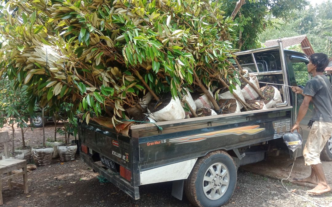 Bibit Durian Super Ke Ponorogo Jawa Timur
