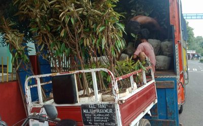 Bibit Durian Super Ke Tasikmalaya Jawa Barat