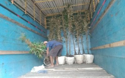 Bibit Durian Bawor ke Siak Riau