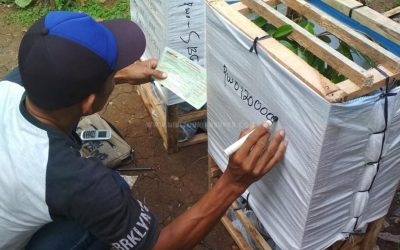 Bibit Durian Bawor ke Sumatera Utara