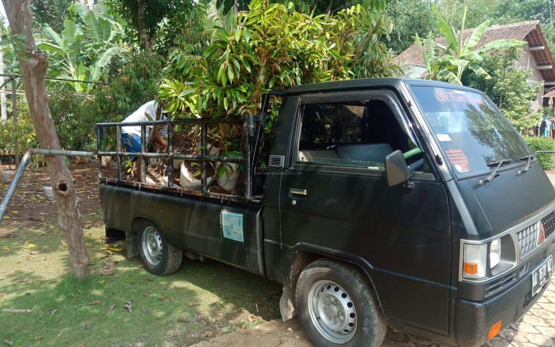 Bibit Durian Super ke Wonosobo Jawa Tengah