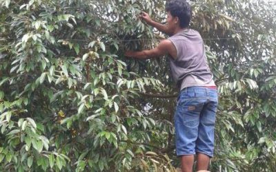 Cara Mudah Pemeliharaan Pohon Durian Super