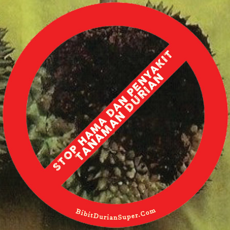 Hama dan Penyakit Durian