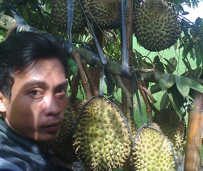 Syarat Tumbuh Durian Bawor Super
