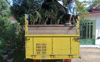 Bibit Durian Bengkulu dikirim dari Pusat Bibit Durian Banyumas