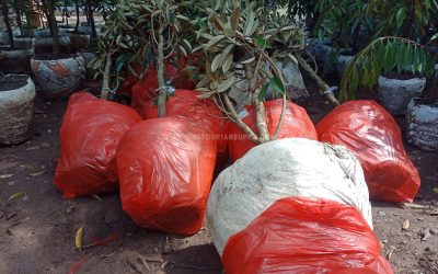 Bibit Durian Bawor ke Padang Sumatera Barat