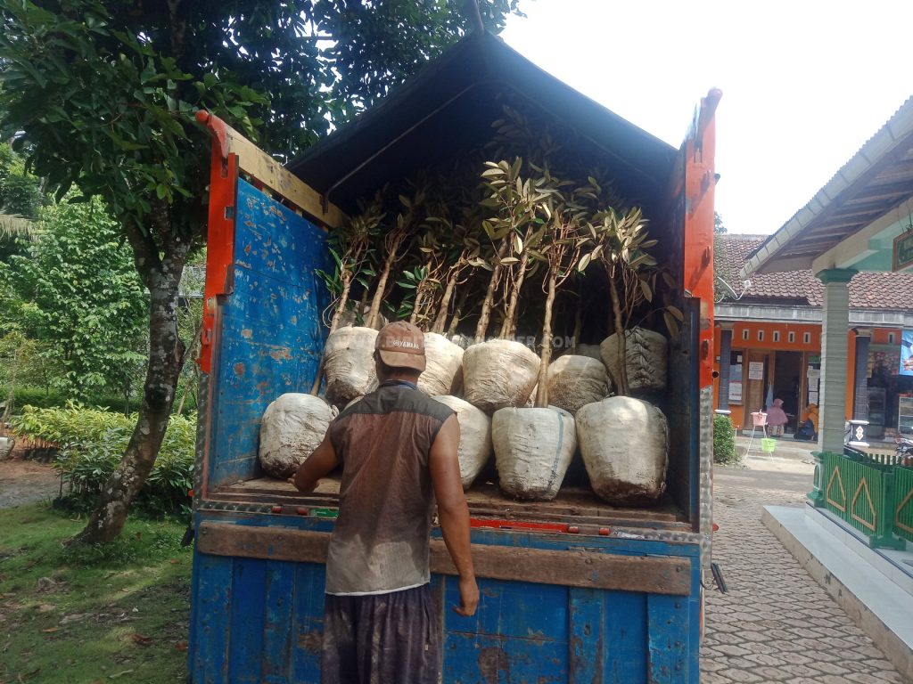 Pengiriman bibit durian bawor ke serpong tangerang selatan banten dari pusat bibit durian banyumas