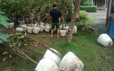 Bibit Durian Bawor ke Serpong Tangerang