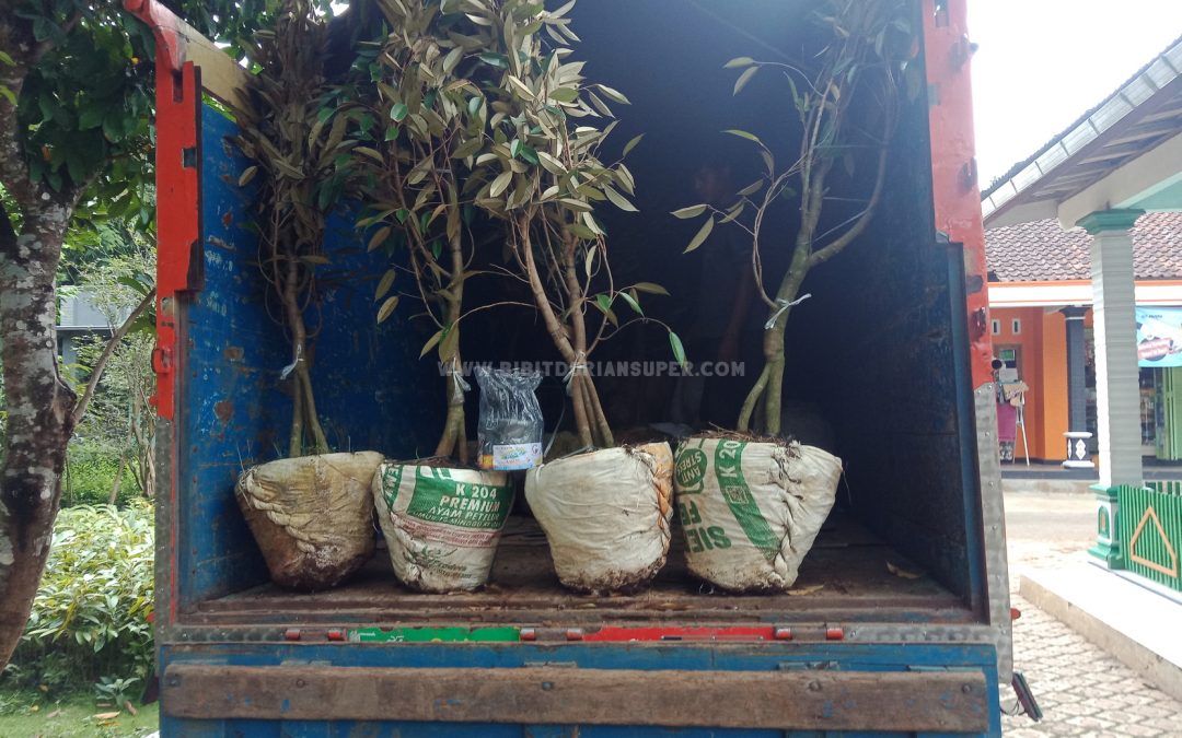 Bibit durian super ke Bogor dikirim dari Pusat Bibit durian kemranjen