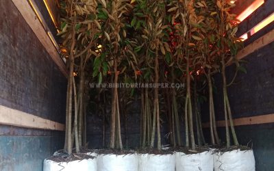 Bibit Durian Duri Hitam ke Padang Sumatera Barat