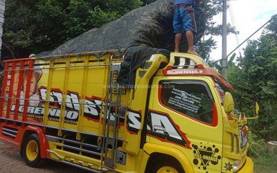 Bibit Durian Super ke Sunter Jakarta