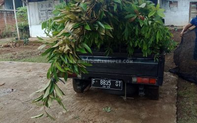 Bibit Durian Unggul Bogor Pengiriman dari Banyumas
