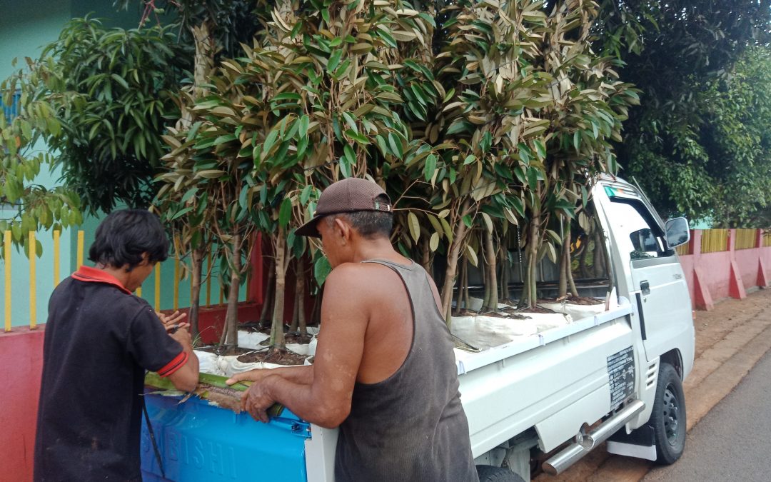 Bibit Durian Bawor Purwokerto dari Alasmalang Kemranjen