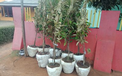 Bibit Durian Super Ke Mataram Nusa Tenggara Barat