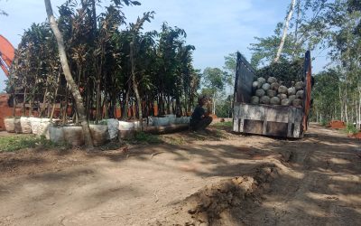 Bibit Durian Super ke Pandeglang Banten