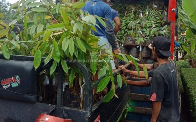 Bibit Durian Super ke Serpong Tangerang Banten