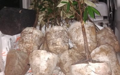 Bibit Durian Bawor ke Cianjur Jawa Barat